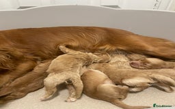 Cockapoo dogs for sale: Pra clear f1 cockpoo - Image 28