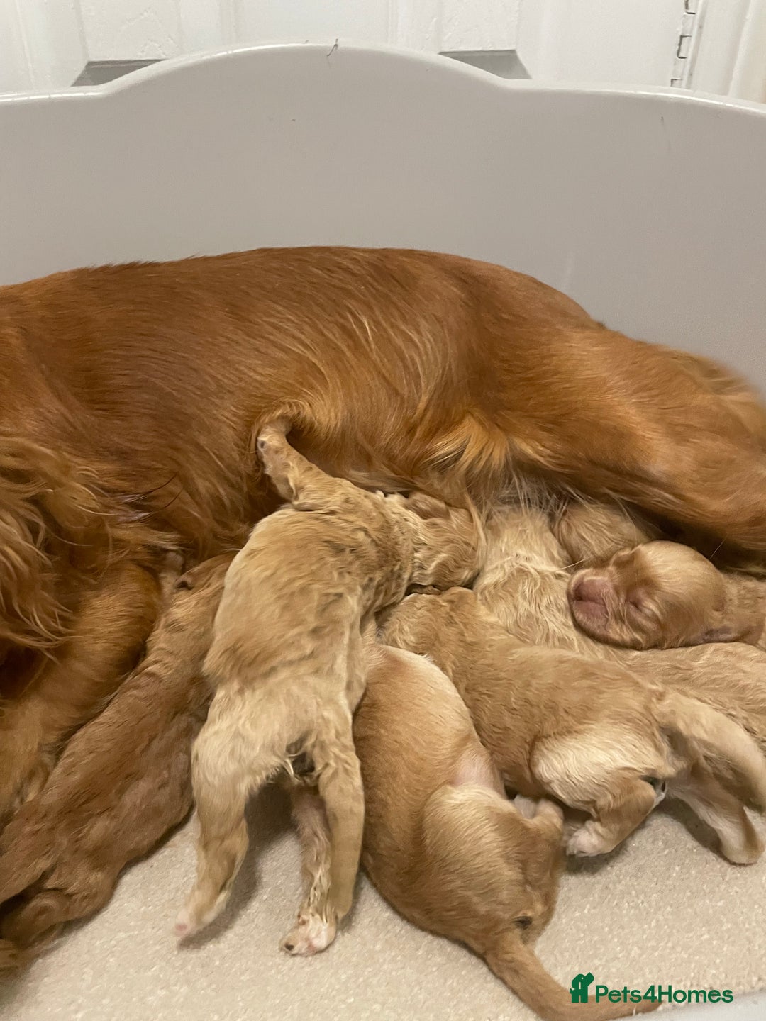 Cockapoo dogs for sale: Pra clear f1 cockpoo - Image 28