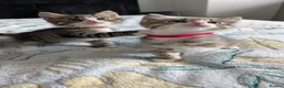Mixed Breed cats for sale: 🐾 Adorable Kittens for Sale! 🐾 - Advert 7