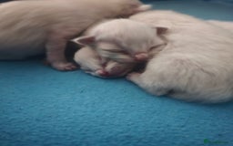 Ragdoll cats for sale: Ragdol KITTENS 😸 ♥️  - Image 14