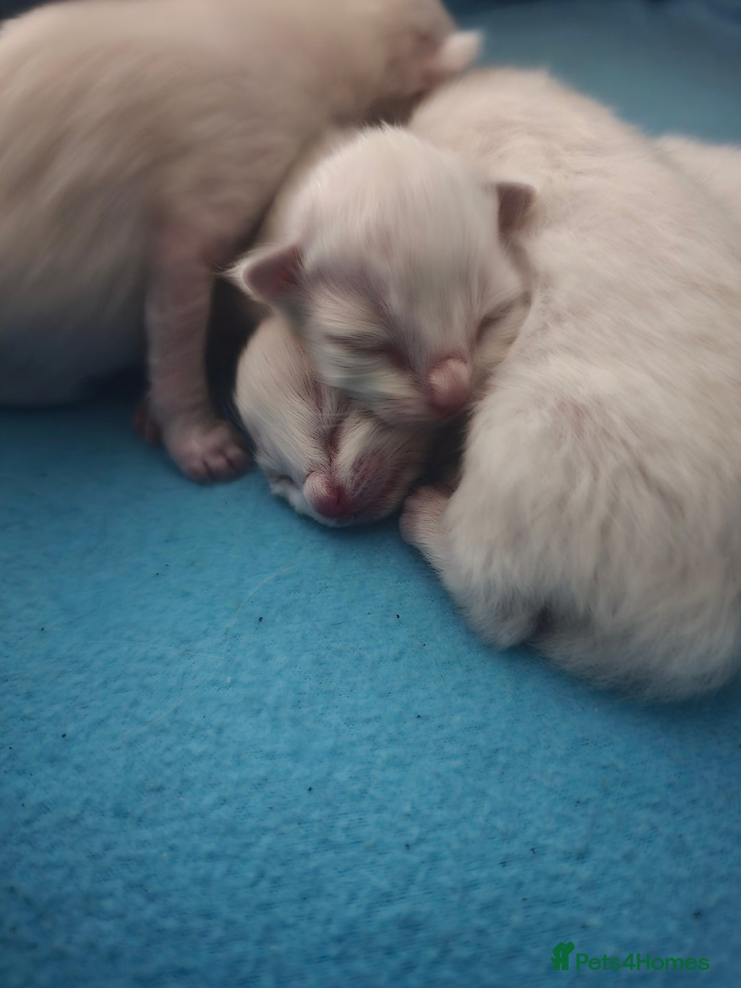 Ragdoll cats for sale: Ragdol KITTENS 😸 ♥️  - Image 14