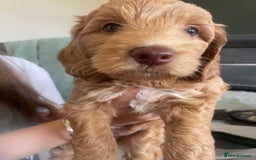Cockapoo dogs for sale: 4 beautiful cockapoo puppies can be now be viewed  - Image 10