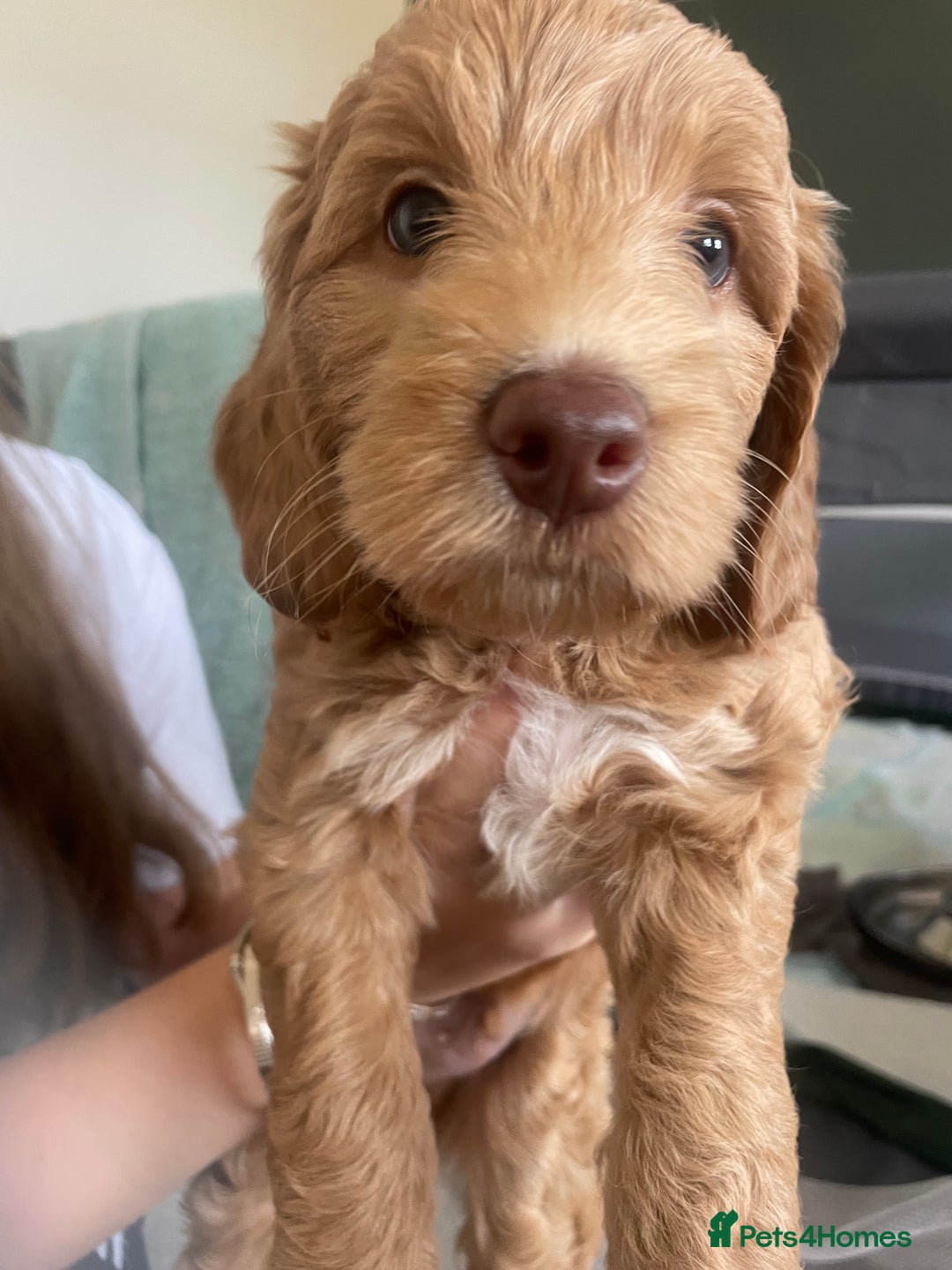 Cockapoo dogs for sale: 4 beautiful cockapoo puppies can be now be viewed  - Image 10