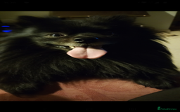 Pomeranian dogs for stud: Black and grey Pomeranian for stud - Image 3