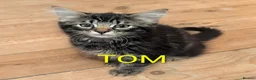 Domestic Shorthair cats for sale: READY TO LEAVE NOW🩵🩷 - Advert 28