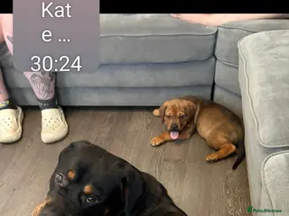 Mixed Breed dogs Cute dogue de bordeuax cross male boy in Wakefield - Advert 1