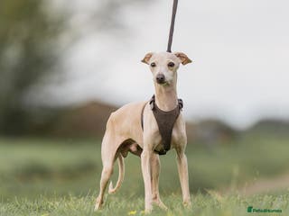 Italian Greyhound dogs MILKY 🥛 import from Spain - Italian greyhound in Southport - Advert 6