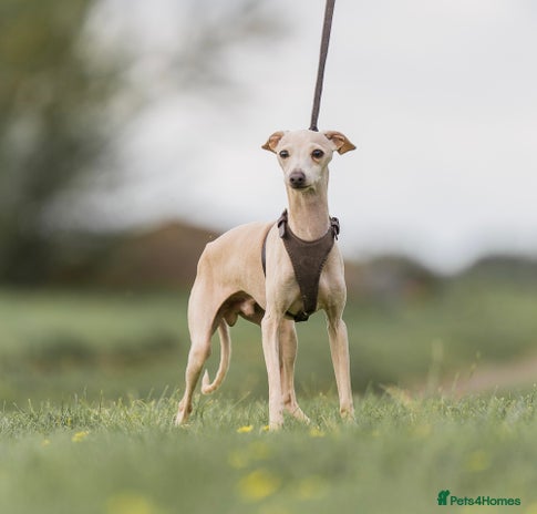 Italian Greyhound dogs in Southport - Advert 1