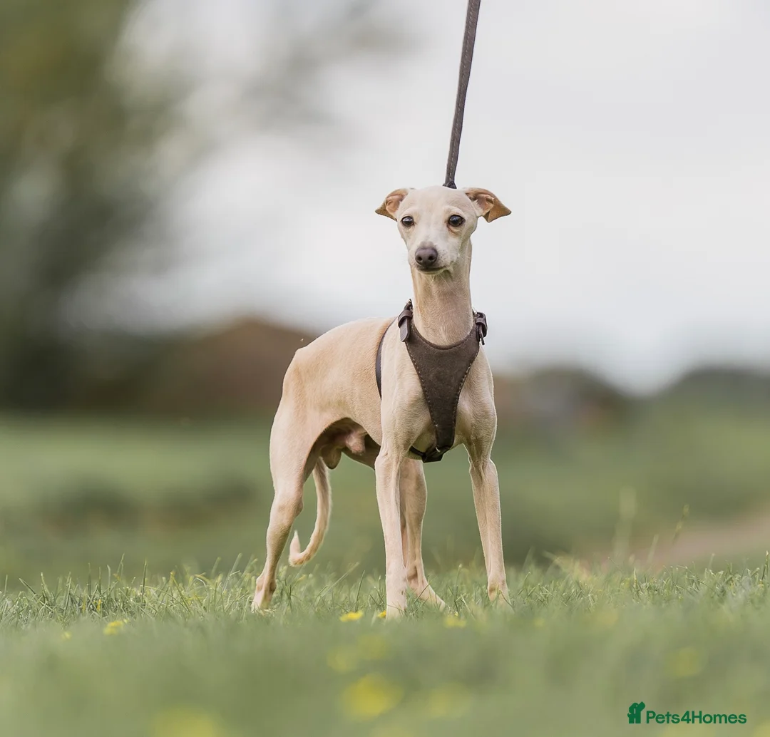 Italian Greyhound dogs for stud: MILKY 🥛 import from Spain - Italian greyhound in Southport - Advert 1