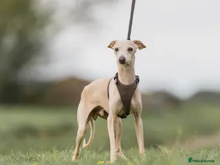 Italian Greyhound dogs MILKY 🥛 import from Spain - Italian greyhound in Southport - Advert 11