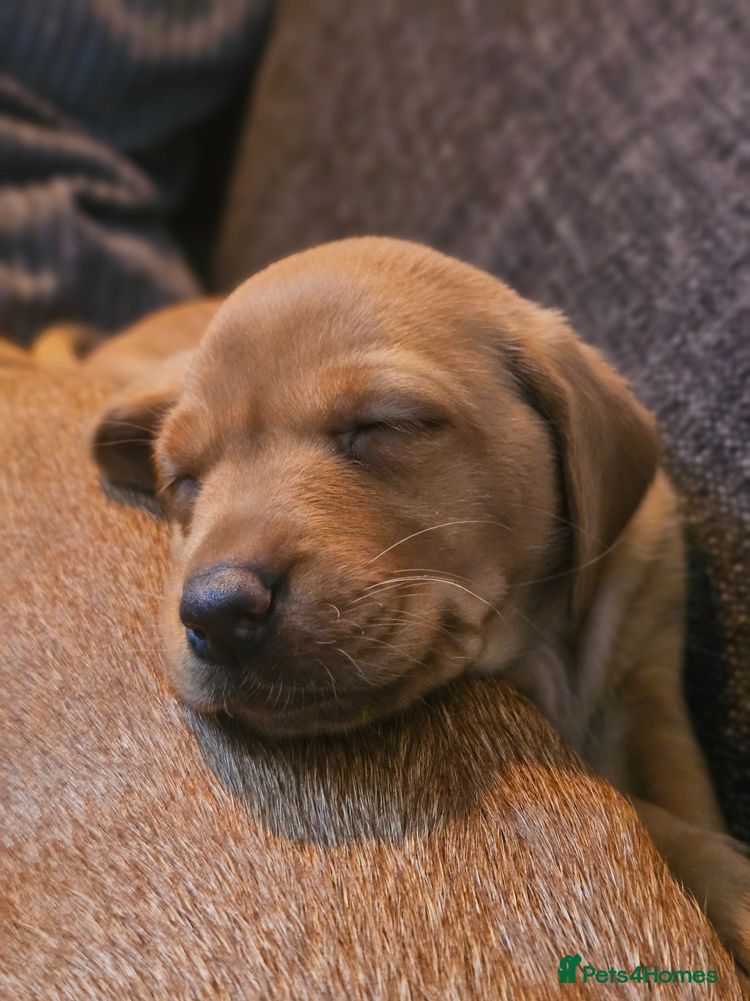 Labrador Retriever dogs Absolutely stunning kc registered fox red pups - Advert 1