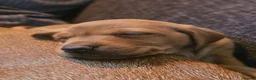 Labrador Retriever dogs for sale: Absolutely stunning kc registered fox red pups - Advert 1