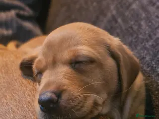 Labrador Retriever dogs Absolutely stunning kc registered fox red pups - Advert 6