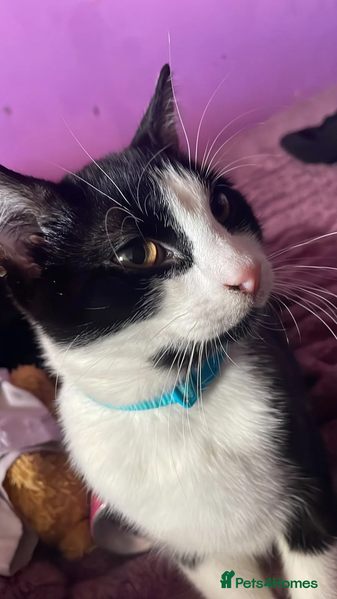 Mixed Breed cats for sale: 4 Mixed Breed Kittens  - Advert 2
