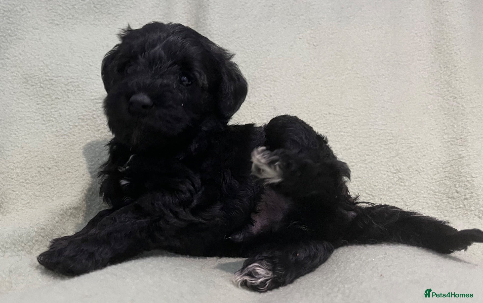 Schnoodle dogs Schnoodle pups for sale. Ready 11th October.  - Advert 1