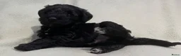 Schnoodle dogs for sale: Schnoodle pups for sale. Ready 11th October.  - Advert 1