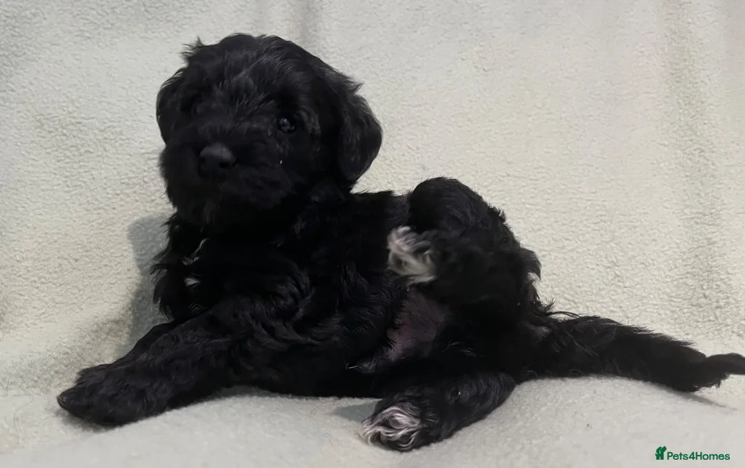 Schnoodle dogs for sale: Schnoodle pups for sale. Ready 11th October.  - Advert 1