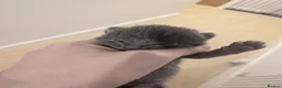 Russian Blue cats for sale: Male and female Russian blue kittens  - Advert 5