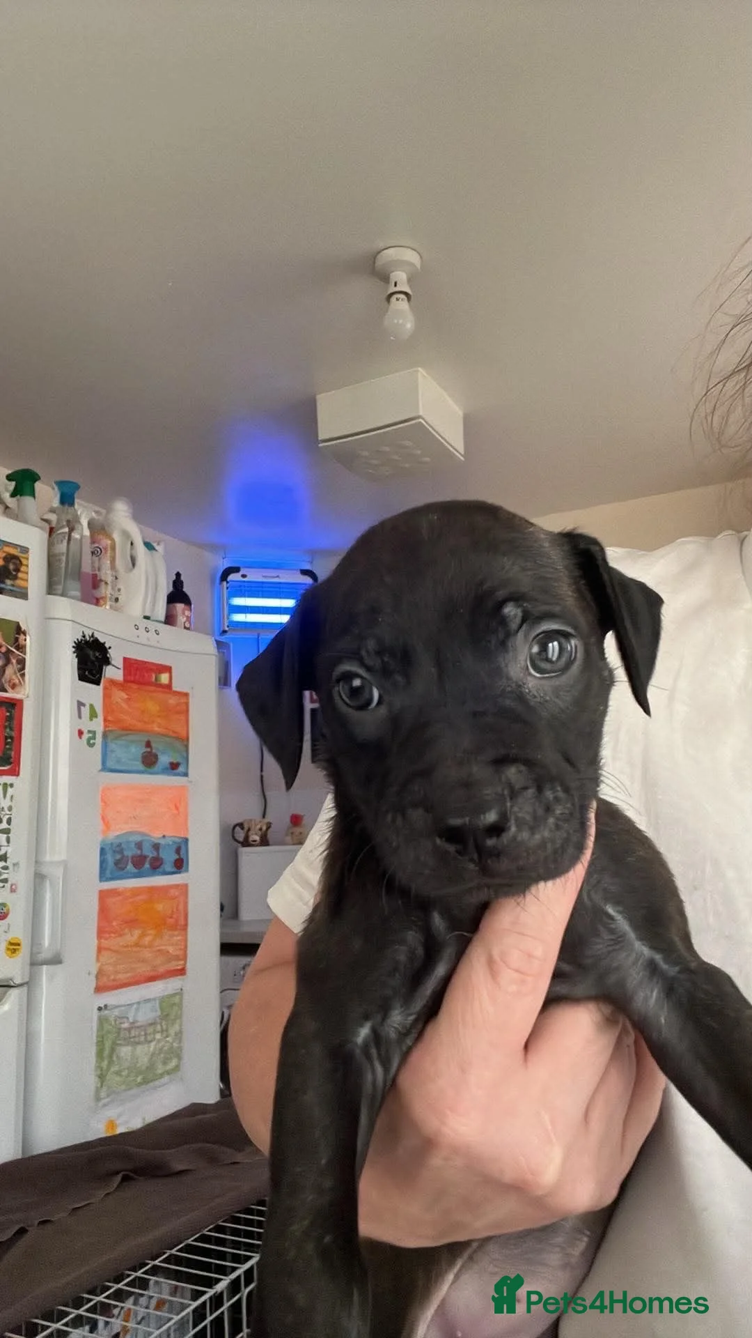 Staffordshire Bull Terrier dogs for sale: Beautiful girls  in Alfreton - Advert 2