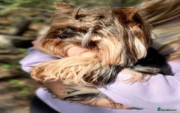 Yorkshire Terrier dogs for sale: Kennel, Yorkshire Terrier Puppies for Sale 🐾 - Image 2
