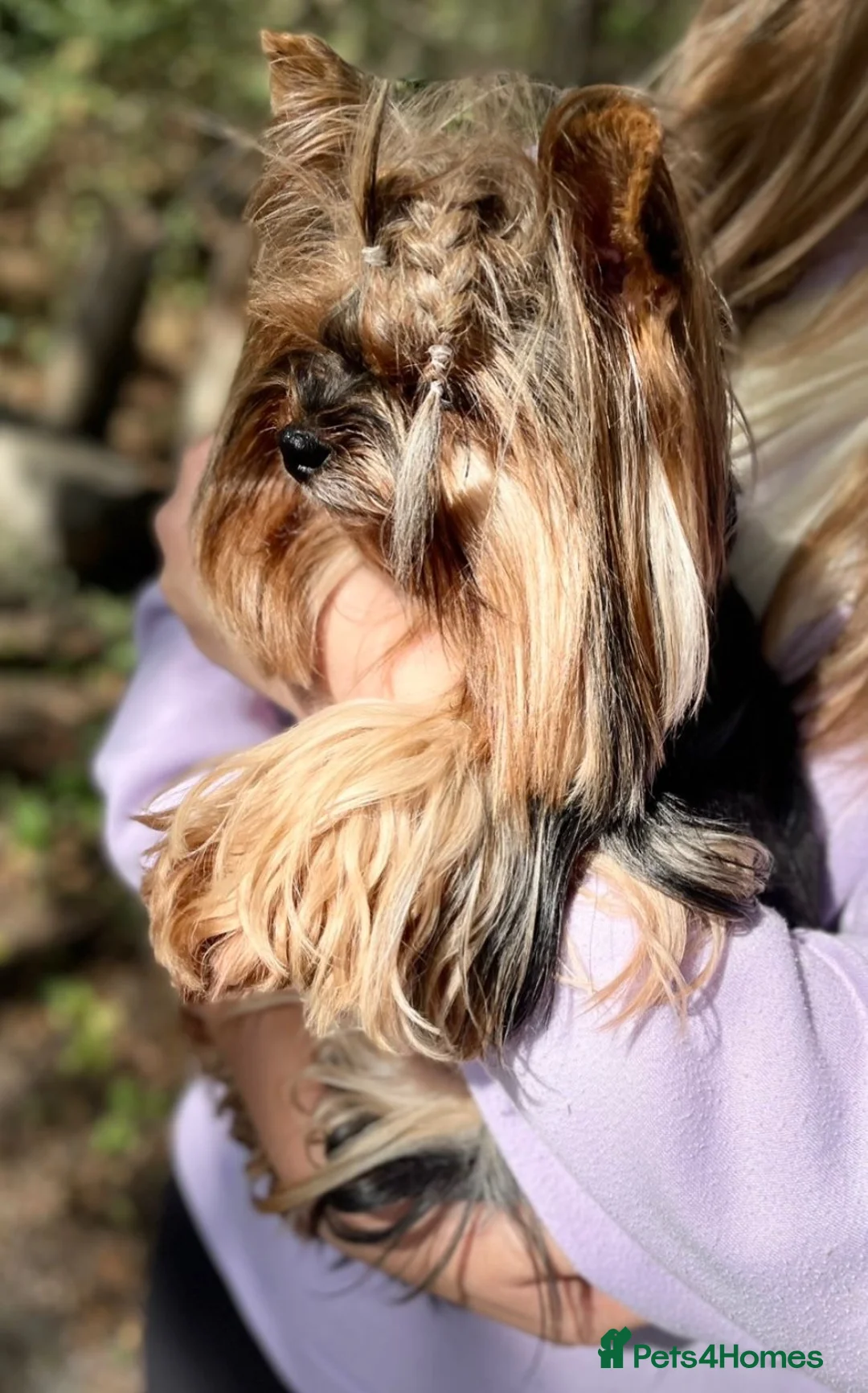 Yorkshire Terrier dogs for sale: One beautiful female Available💗🐾 - Advert 6