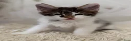 Maine Coon cats for sale: 6 beautiful Maine coon kittens  - Advert 12