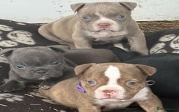 American Bully dogs for sale: Exotic American bully pups blood lines of bitcoin  - Image 17