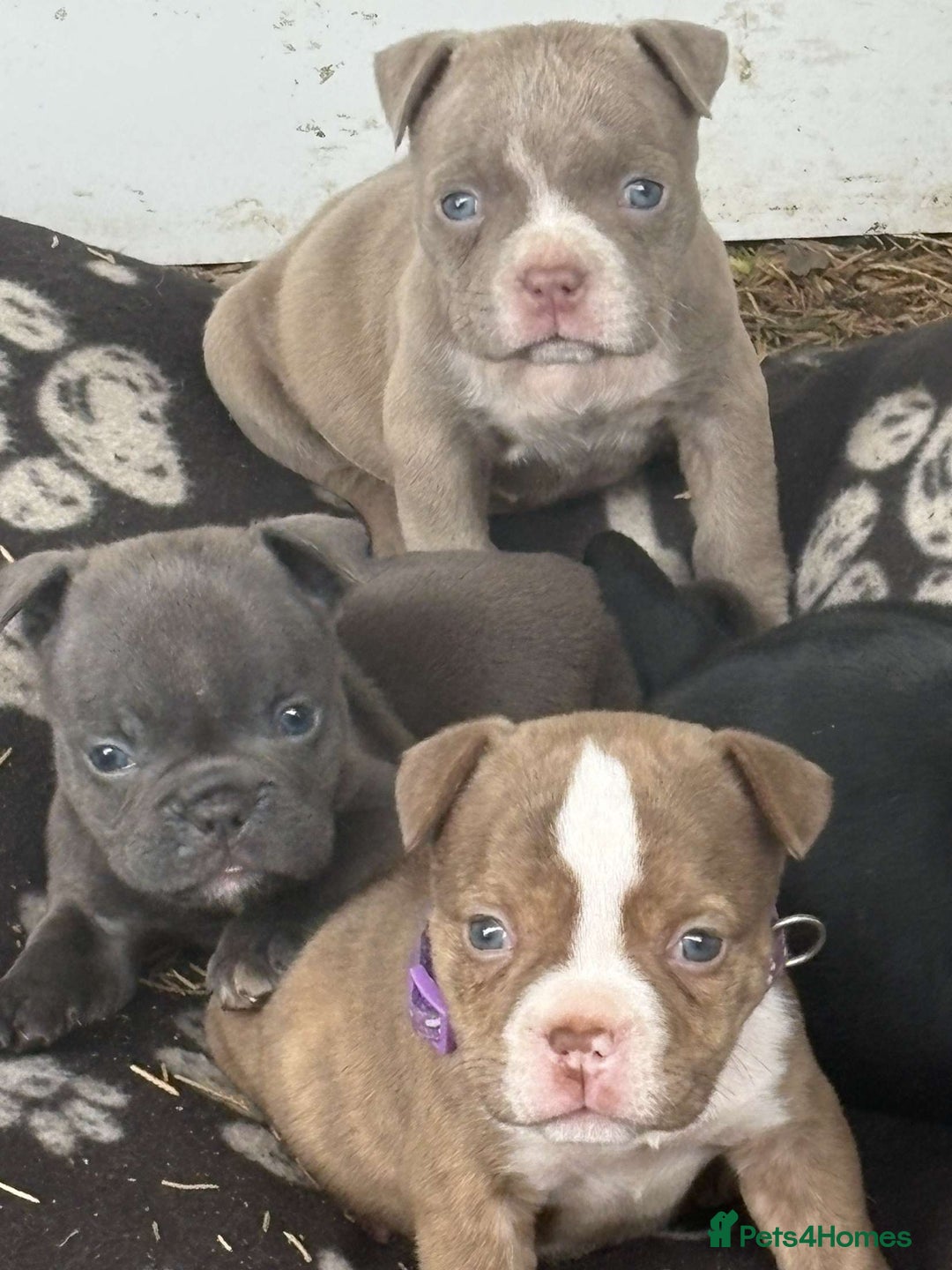 American Bully dogs for sale: Exotic American bully pups blood lines of bitcoin  - Image 17