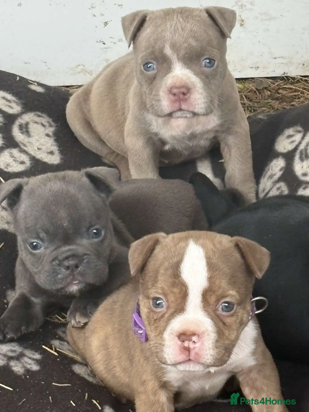 American Bully dogs for sale: Micro exotic American bullys bitcoin bloodlines - Advert 17