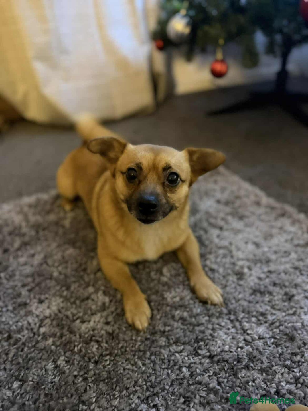 Mixed Breed dogs for adoption: TED   - Advert 4