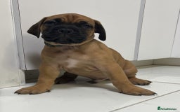 Bullmastiff dogs for sale: Courageous Bullmastiff Puppies. - Image 8