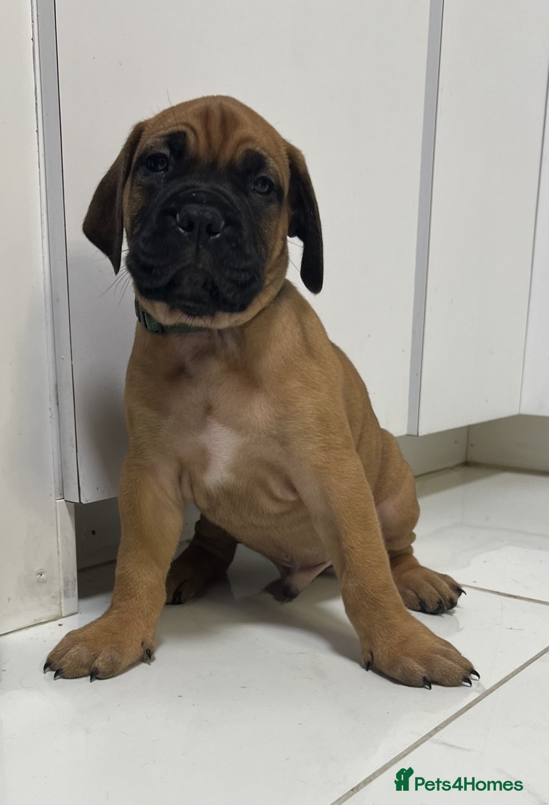 Bullmastiff dogs for sale: Courageous Bullmastiff Puppies. - Image 8