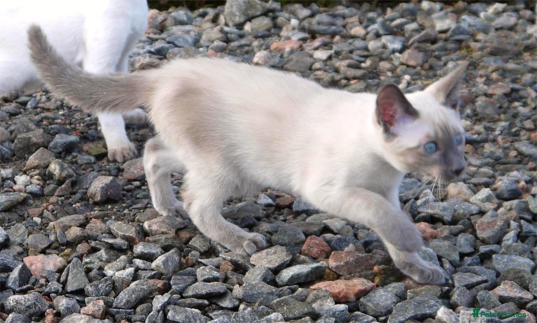 Siamese cats for sale: ADORABLE SIAMESE KITTENS - Advert 13