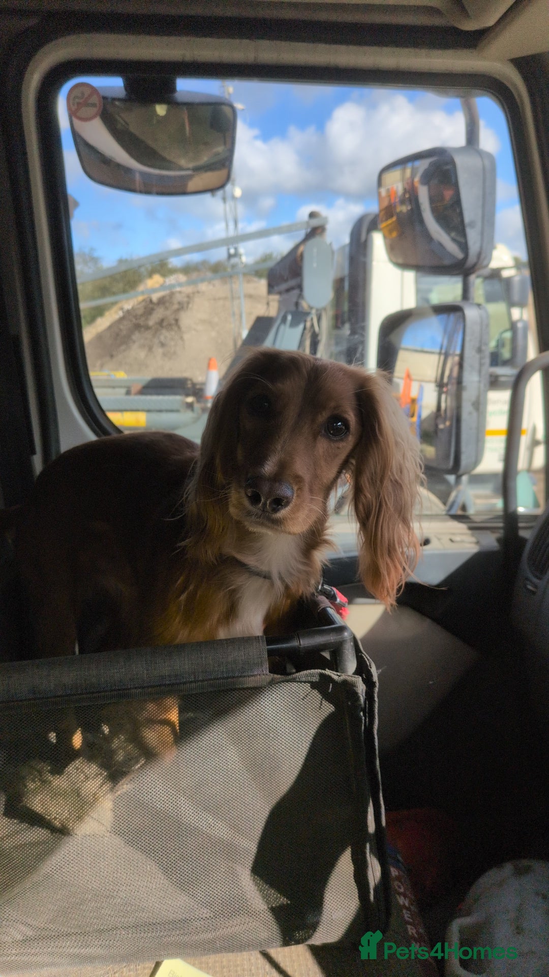 Cocker Spaniel dogs for sale: 2 year old cocker spaniel - Advert 1