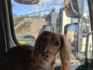 Cocker Spaniel dogs 2 year old cocker spaniel - Advert 1