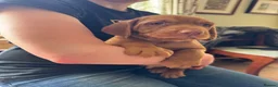 Hungarian Vizsla dogs for sale: Hungarian wired haired vizsla pups ready now - Advert 5