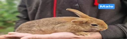 Mini Lion Lop rabbits for sale: Super Friendly Baby Lion Lops and Lop x Mini Rex   - Advert 13