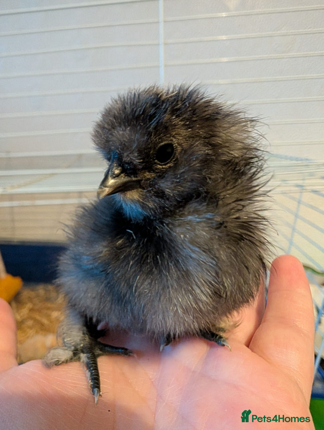 Chickens poultry for sale: Mixed breed chicks and Silkies - Image 4