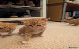 British Shorthair cats for sale: Kittens from loving country cottage home - Image 16