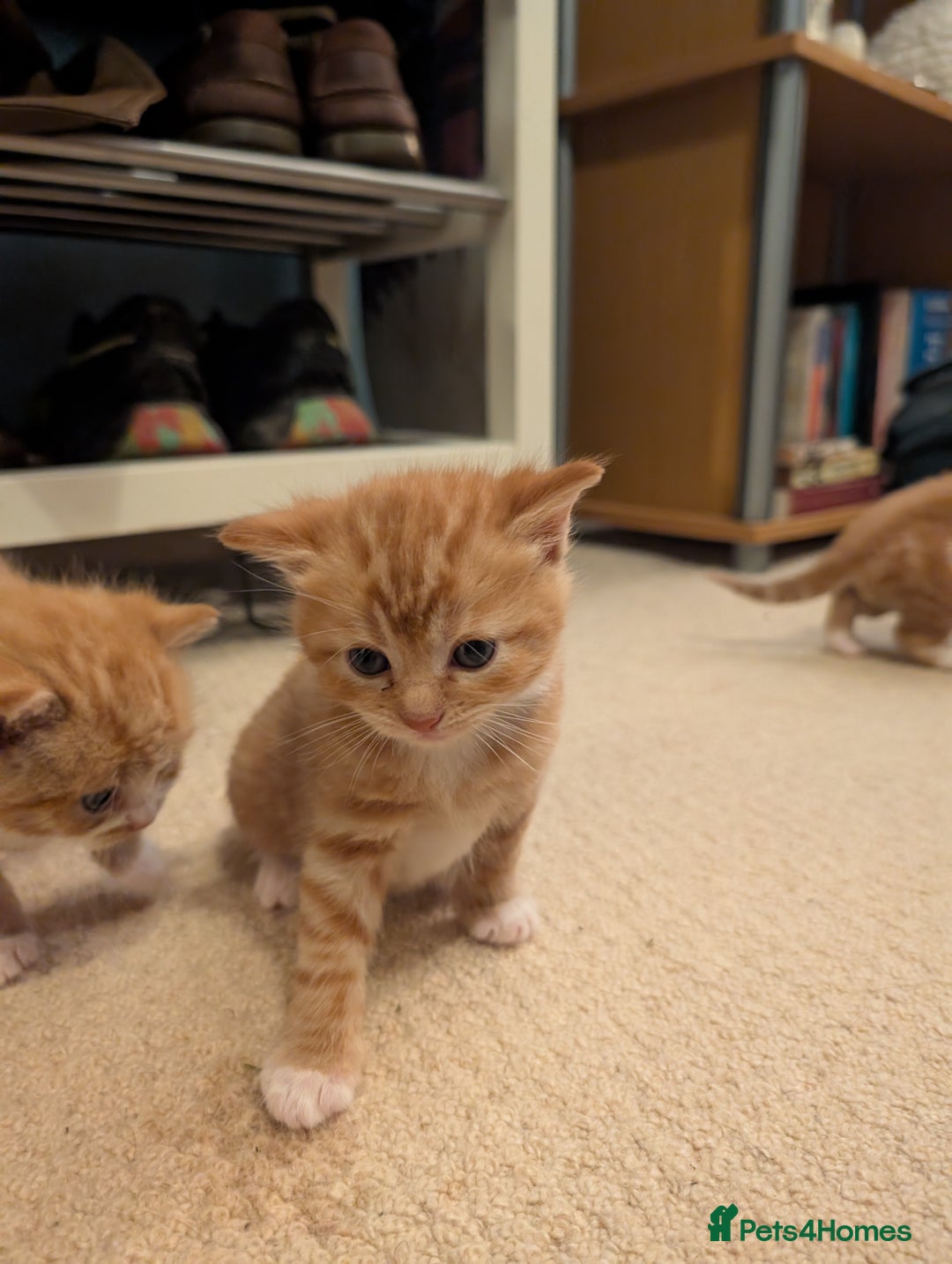 British Shorthair cats for sale: Kittens from loving country cottage home - Image 16