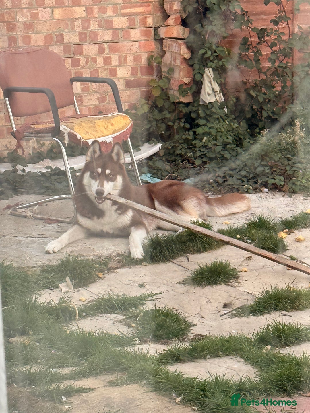 Siberian Husky dogs for sale: Brown Siberian Husky - Advert 13