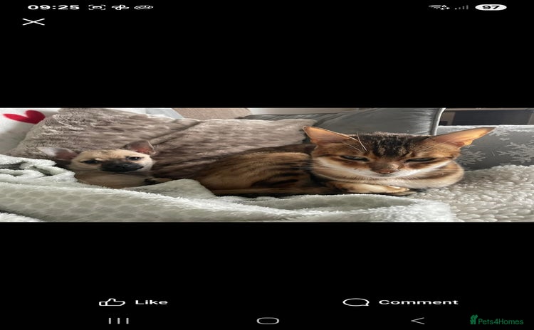 Bengal cats - Advert 9