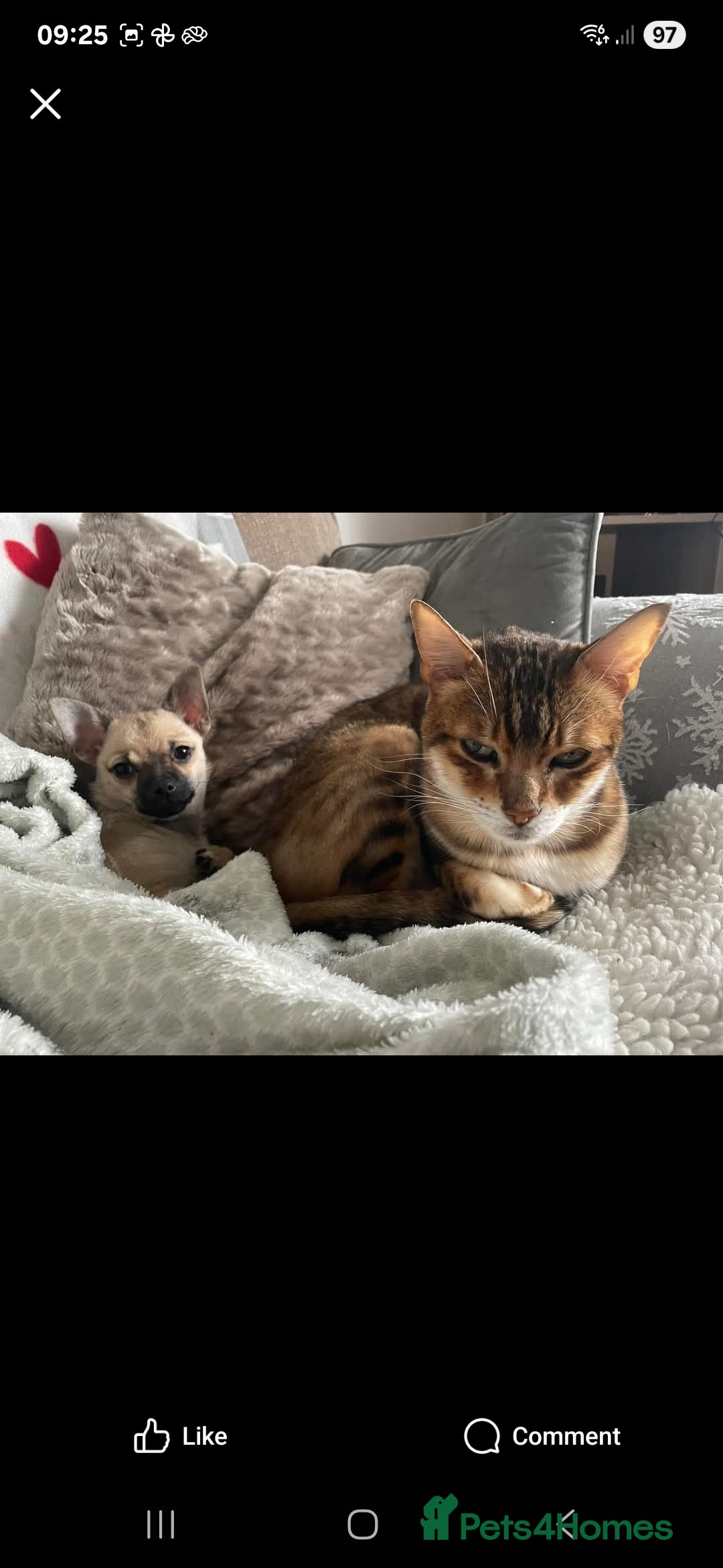 Bengal cats for sale: Male bengal  - Image 1