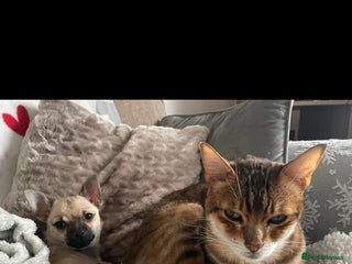 Bengal cats - Advert 29
