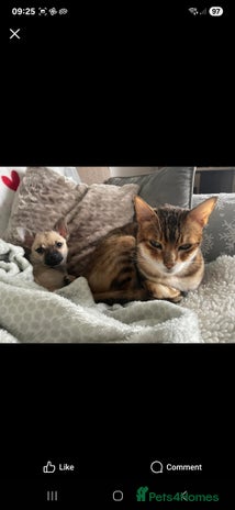 Bengal cats - Advert 7
