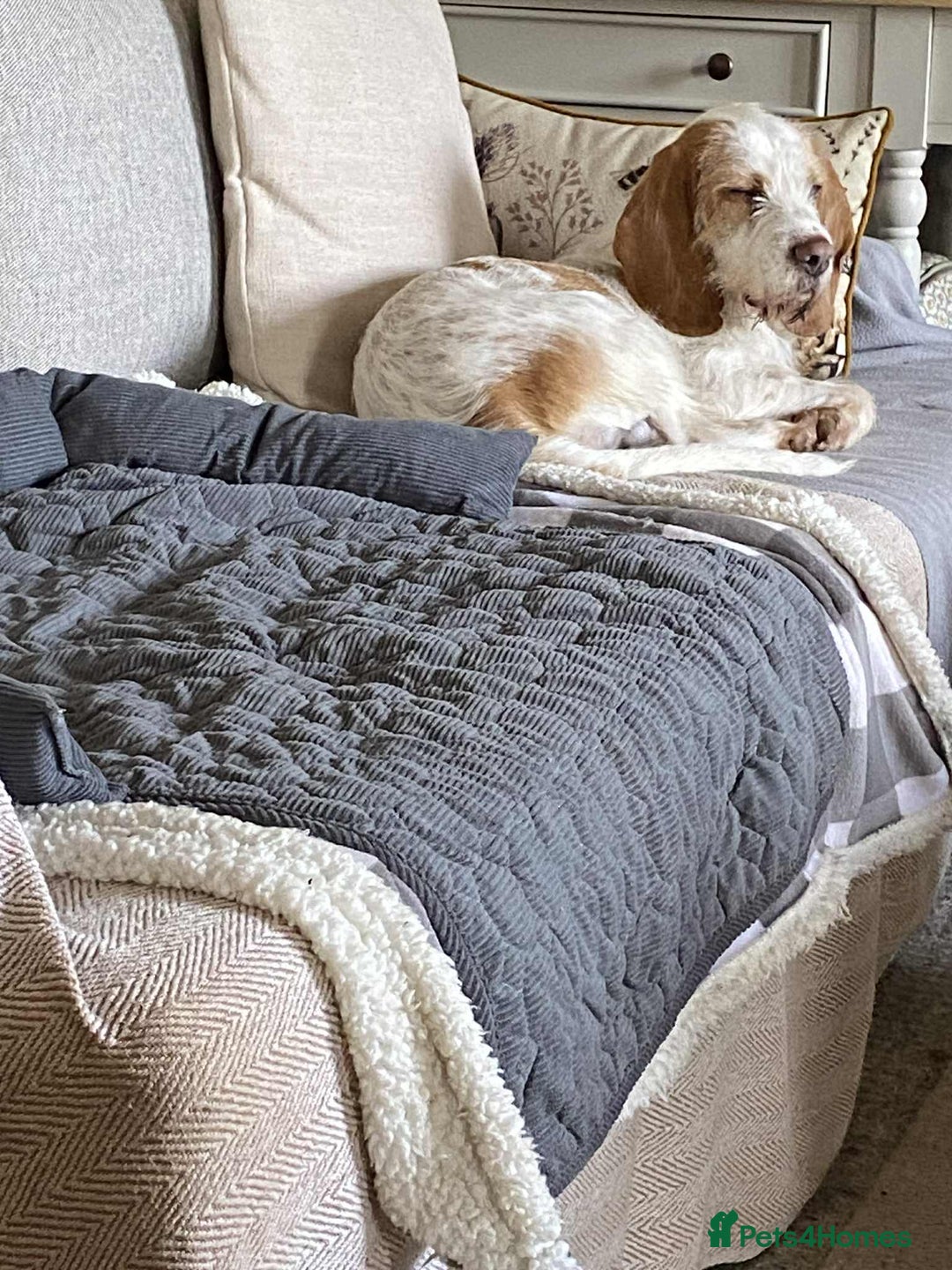 Mixed Breed dogs for adoption: Lovely Polly Griffon X looking for adoption - Advert 2