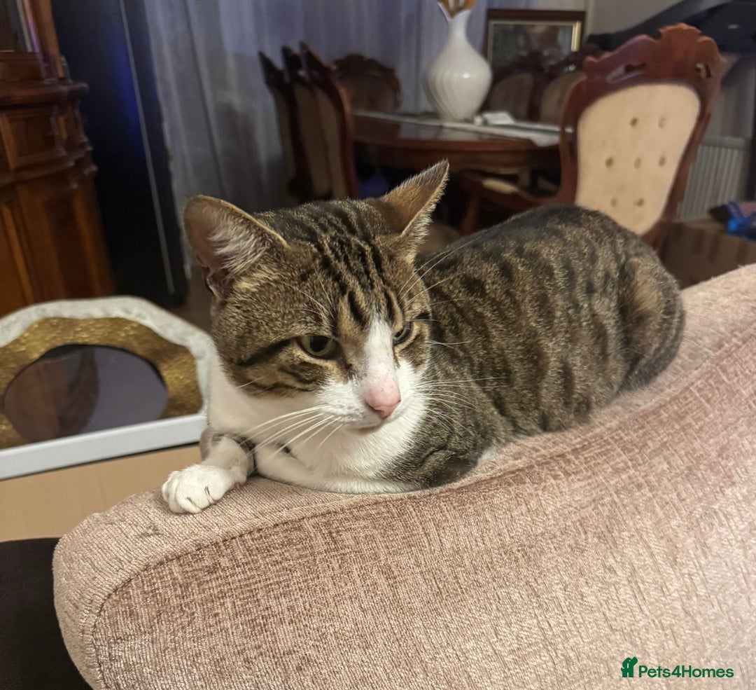 Mixed Breed cats for stud: Free, friendly well behaved Cat - Advert 4