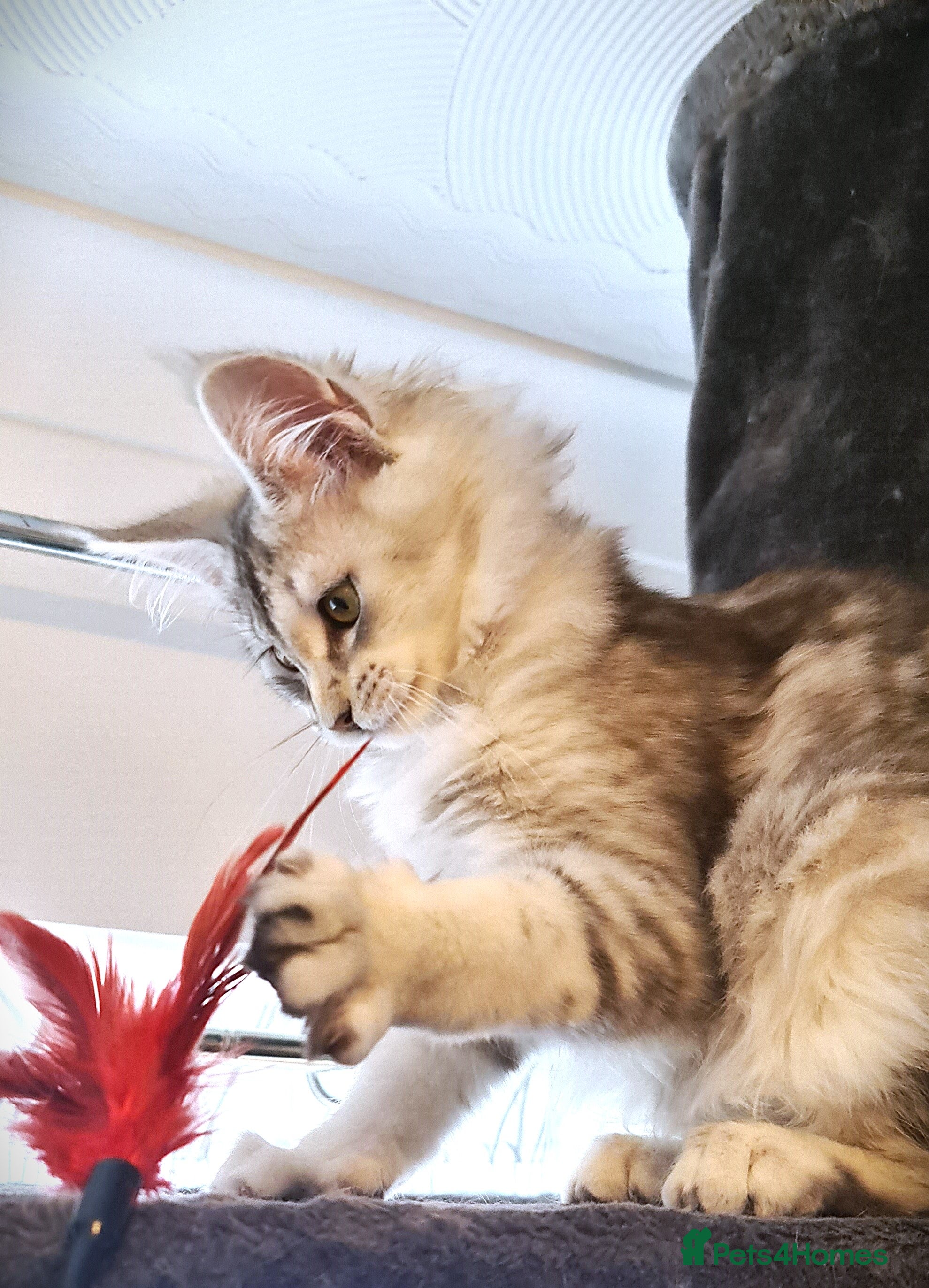 Maine Coon cats XL STUNNING PEDIGREE TICA REG MAINE COON KITTENS - Advert 13