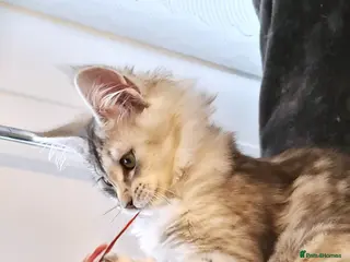 Maine Coon cats XL STUNNING PEDIGREE TICA REG MAINE COON KITTENS - Advert 13