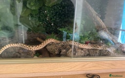 Snake reptiles for sale: Hognose snake and set up  - Image 7